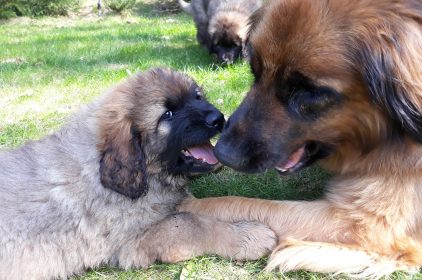 Leonberger Miot A