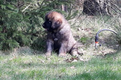 Leonberger Miot A