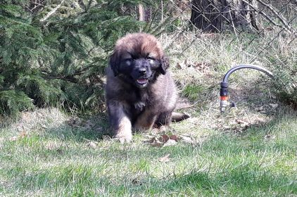 Leonberger Miot A