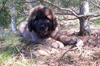 Leonberger Miot A