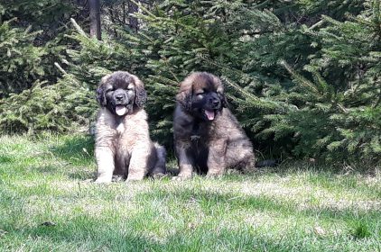 Leonberger Miot A