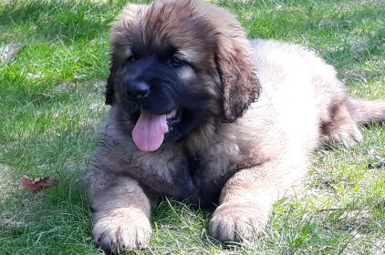 Leonberger Miot A