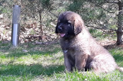 Leonberger Miot A