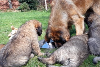 Leonberger Miot A