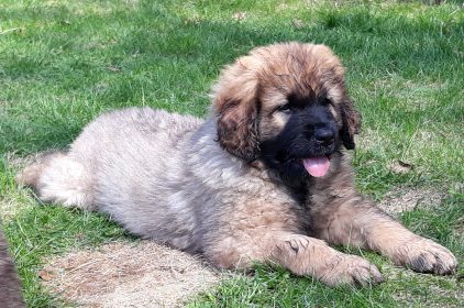 Leonberger Miot A *************************
