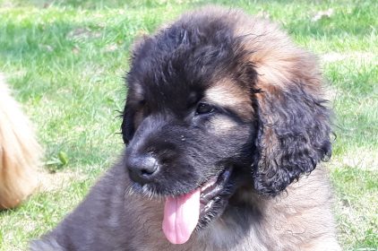 Leonberger Miot A