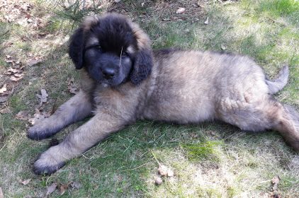 Leonberger Miot A