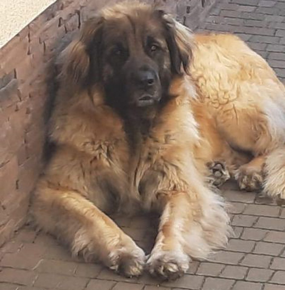 Dora  Arisa Sine loro