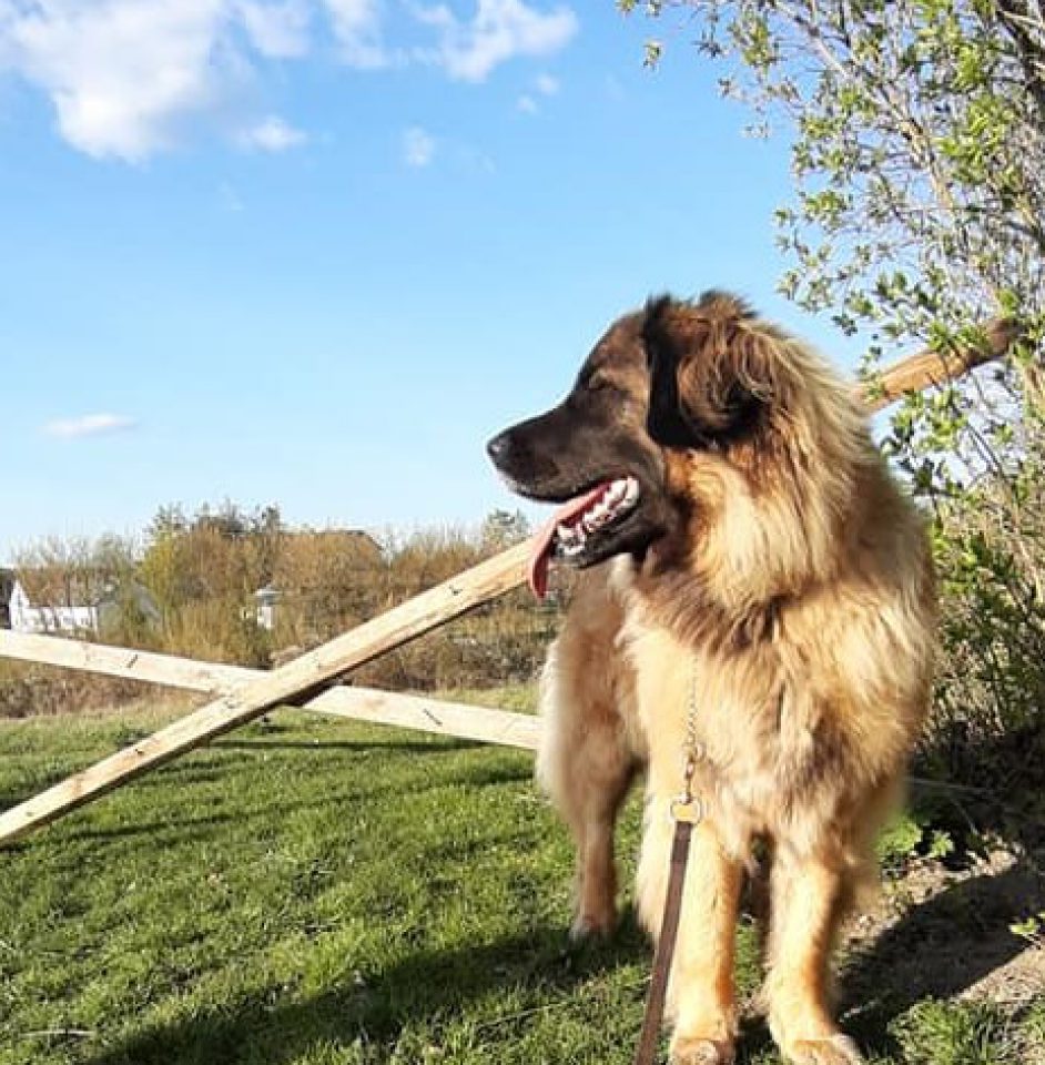 Dora Arisa Sine loro