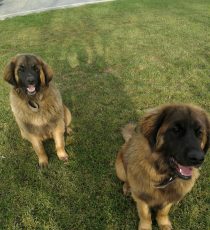 Abby i Ashlyn Sineloro