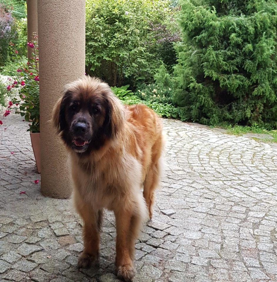 Landi Arya Sine loro