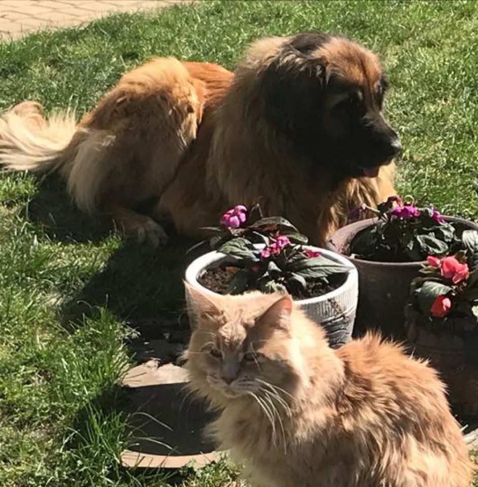 Lenka Angel Sine loro