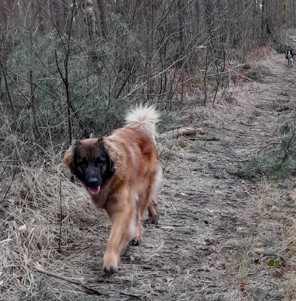 Ziuta Asta Sine loro