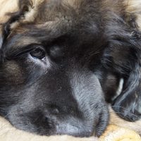 Gloria Gardinas Leon