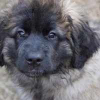 Gloria Gardinas Leon