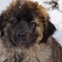 Gloria Gardinas Leon