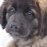 Gloria Gardinas Leon