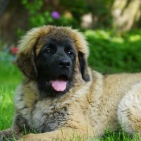 Gloria Gardinas Leon