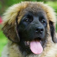 Gloria Gardinas Leon